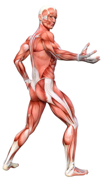 istock 3D Rendering Male Anatomy Figure on White 1426238130