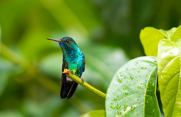 Pretty, iridescent blue hummingbird perching in a plant after the rain