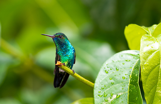 Beautiful iridescent Blue-chinned Sapphire hummingbird, Chlorestes notata, perched in the rainforest of Trinidad and Tobago, in the Caribbean