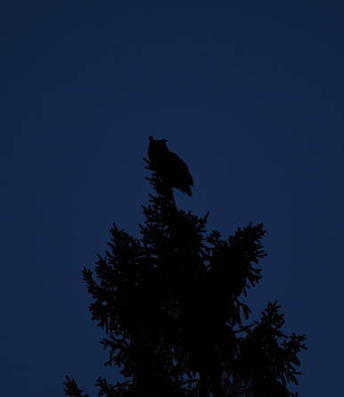 Eurasian eagle-owl (Bubo bubo) silhouette sitting on a spruce top at night.