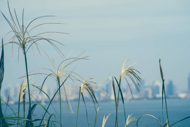 Close up of crabgrass by the sea