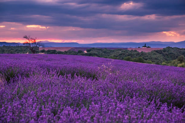 istock Rolling Lavendar Fields in Valensole France at Sunset 1426245150