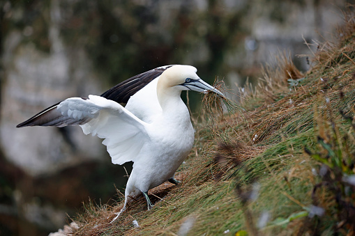 Northern gannets on the cliff tops in Yorkshire