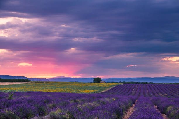 istock Rolling Lavendar Fields in Valensole France at Sunset 1426245216