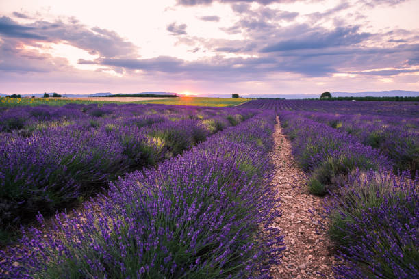 istock Rolling Lavendar Fields in Valensole France at Sunset 1426245418