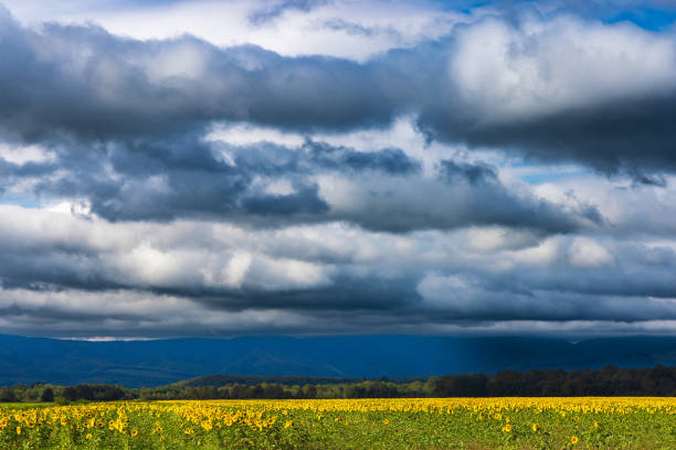 sunflower field and stormy sky