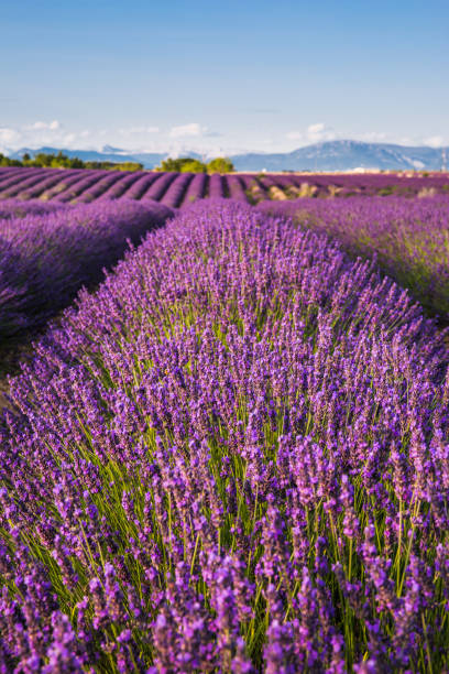 istock Rolling Lavender Fields in Valensole France on a Sunny Spring Day 1426246400