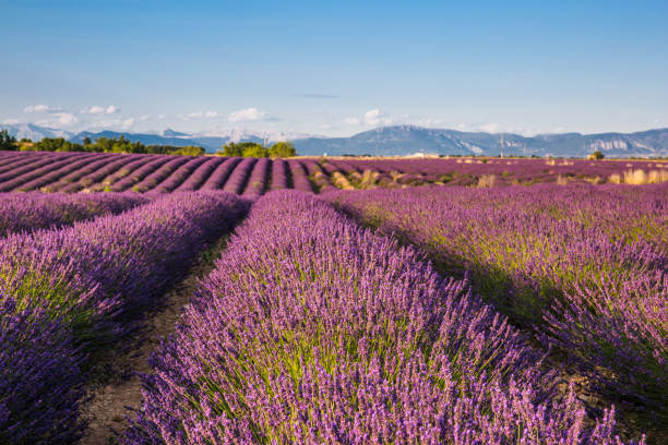 istock Rolling Lavender Fields in Valensole France on a Sunny Spring Day 1426246409