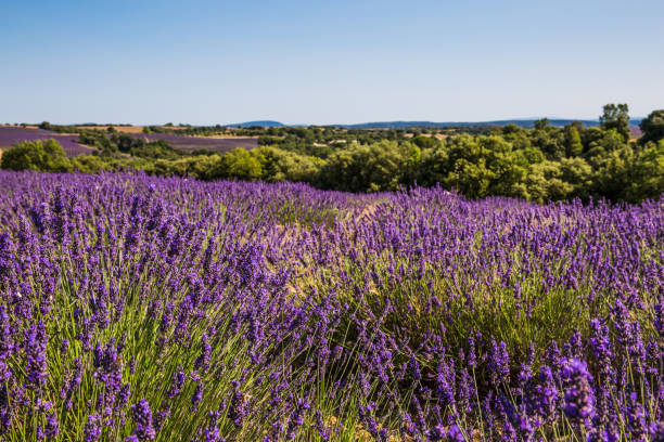 istock Rolling Lavender Fields in Valensole France on a Sunny Spring Day 1426246966