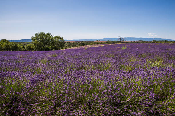 istock Rolling Lavender Fields in Valensole France on a Sunny Spring Day 1426247724