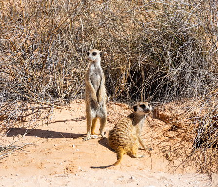 Cute animal surikate meerkats. Fury meerkat is keeping watch. Sunny brown background. Animals at zoo.