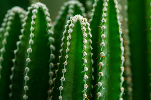 thorns of macro cactus,Thorns texture background. Thorn cactus, close-up