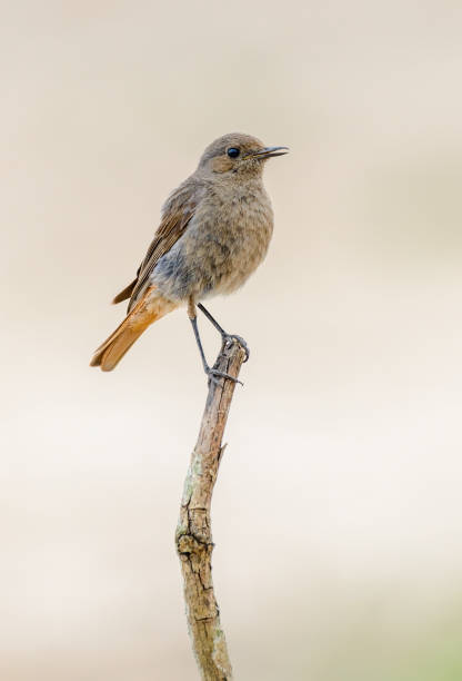 istock Black redstart female bird perched on stick 1426253045