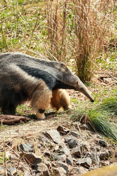 A cute anteater lounging A cute anteater lounging Giant Anteater stock pictures, royalty-free photos & images