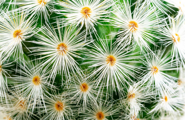 istock thorns of macro cactus,Thorns texture background. Thorn cactus, close-up 1426253355