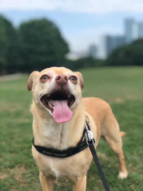 istock Chihuahua Walk in the park 1426253855