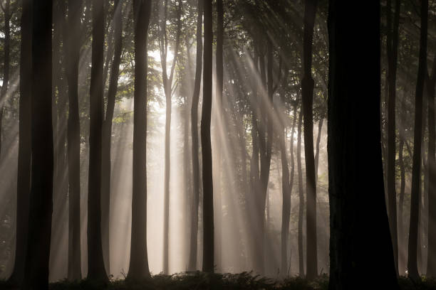 istock Sunbeams break through the fog in the forest 1426255736