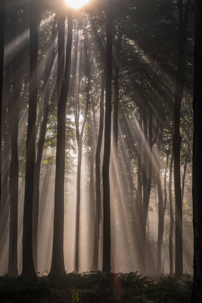 istock Sunbeams break through the fog in the forest 1426255840