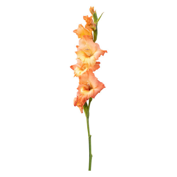 tallo de flor de gladiolo - gladiolus fotografías e imágenes de stock