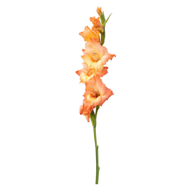 łodyga kwiatowa mieczyk - gladiolus orange flower isolated zdjęcia i obrazy z banku zdjęć