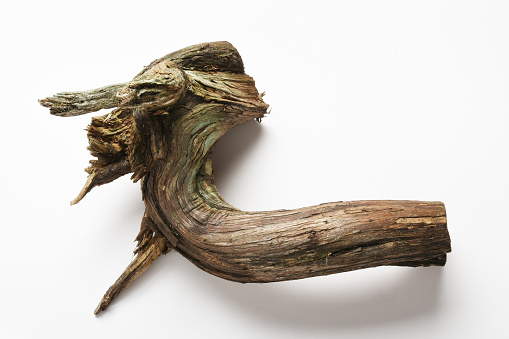 Part of tree root, driftwood, wooden snag on the white background