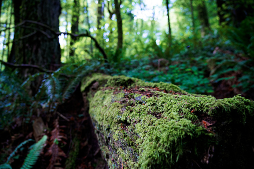 Dense, green forest with moss-covered trees near downtown Portland, Oregon