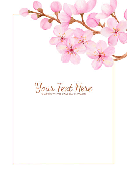 ilustrações, clipart, desenhos animados e ícones de manual pintado de flor de sakura ou aquarela de flor de cerejeira como moldura de fundo. - cherry blossom flower head spring flower