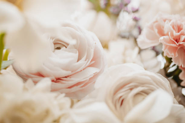 istock Beautiful flowers close-up 1426258691