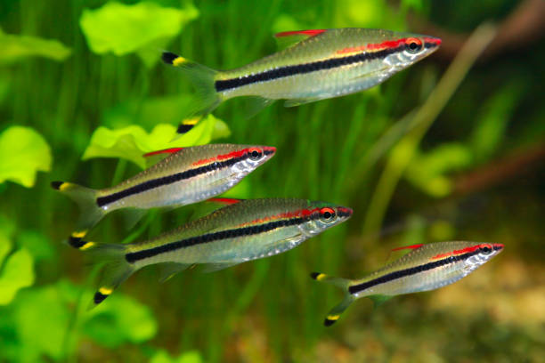 Puntius denisonii - beautiful exotic fish aquarium Flock of Denison barb fishes Puntius denisonii in freshwater aquarium puntius denisonii stock pictures, royalty-free photos & images