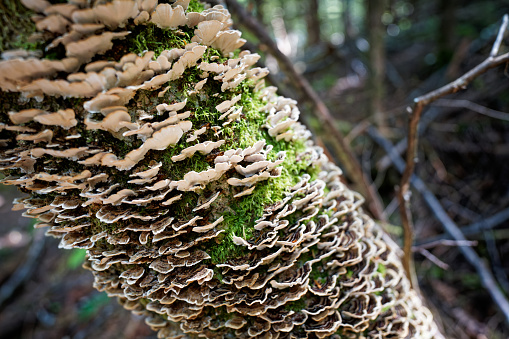 Mushroom-covered tree in a dense forest near Mount St. Helens