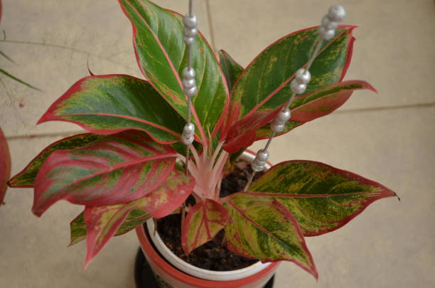 Lipstick red Aglaonema plant planted in a pot.India monsoon season.One of the most beautiful ornamental house plant.Air purifier indoor plants.Needs minimal care.Considered as the lucky plant fengshui. planta de lápiz labial rojo aglaonema plantada en una maceta. temporada de monzones en la india. una de las plantas ornamentales de interior más bellas. purificador de aire plantas de interior. necesita cuidados mínimos. considerada como la planta afort