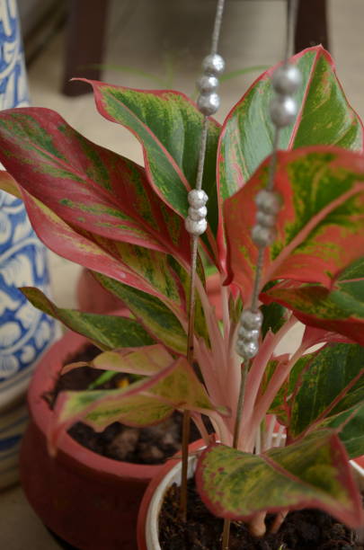 Lipstick red Aglaonema plant planted in a pot.India monsoon season.One of the most beautiful ornamental house plant.Air purifier indoor plants.Needs minimal care.Considered as the lucky plant fengshui. planta de lápiz labial rojo aglaonema plantada en una maceta. temporada de monzones en la india. una de las plantas ornamentales de interior más bellas. purificador de aire plantas de interior. necesita cuidados mínimos. considerada como la planta afort