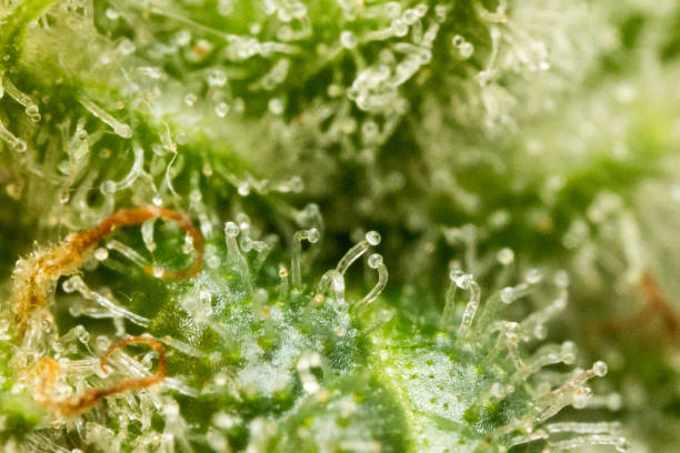 istock Close up of cannabis flower 1426265953