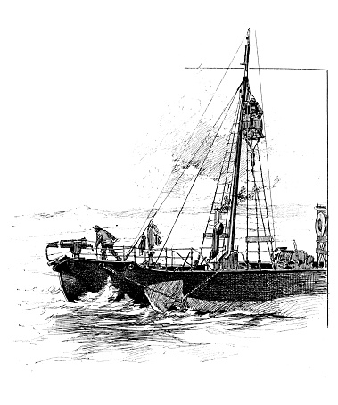 Antique illustration: Whaling, hunting of whales