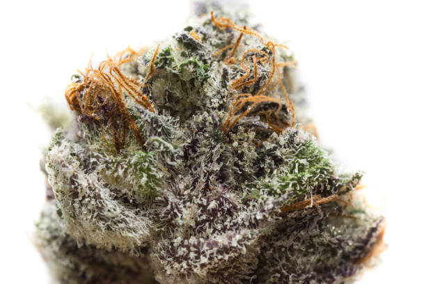 close up of fresh harvested cannabis flower - environment homegrown produce canada north america imagens e fotografias de stock