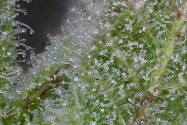 istock Close up of cannabis flower 1426266895