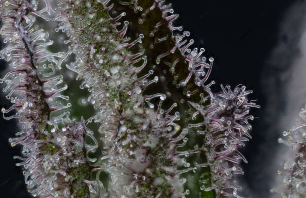 istock Close up of cannabis flower 1426266911