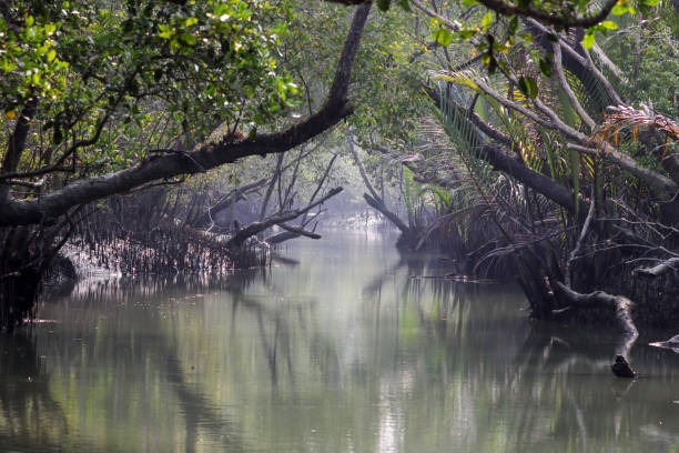 istock A canal in Sundarbans. 1426266959