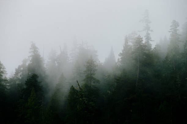 istock Foggy mountain forest in the Pacific Northwest 1426269312