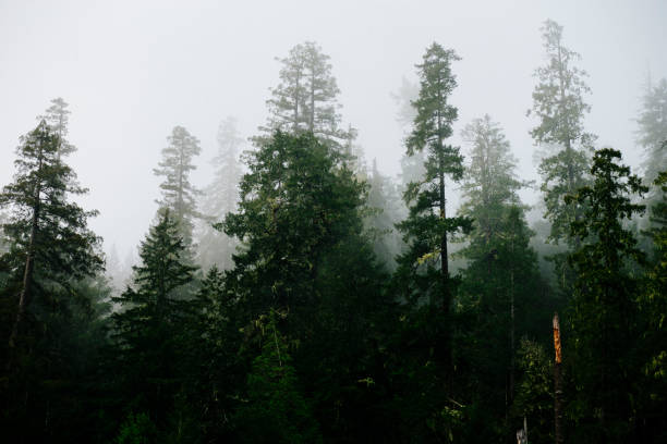 istock Foggy mountain forest in the Pacific Northwest 1426269314