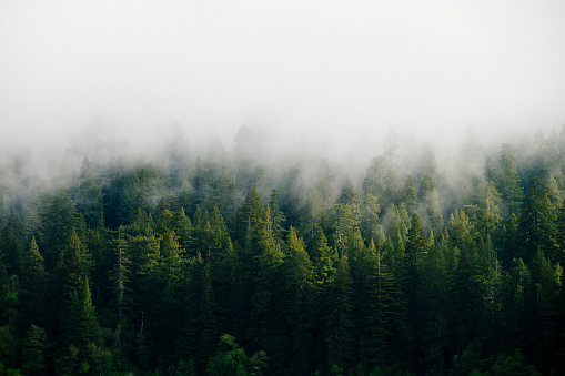 Bosque de montaña con niebla en el noroeste del Pacífico photo