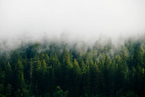 forêt de montagne brumeuse dans le nord-ouest du pacifique - western usa photos et images de collection