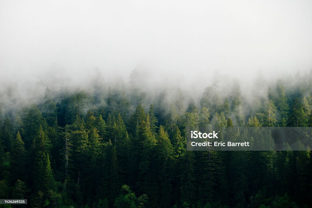 Foggy mountain forest in the Pacific Northwest Foggy redwood and evergreen forest in the mountains of the Pacific Northwest Forest Stock Photo