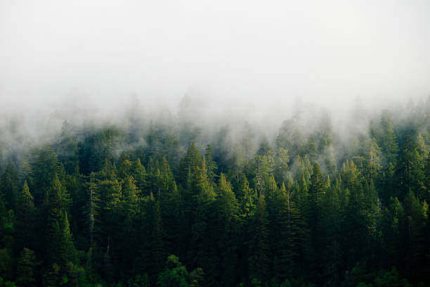 Foggy mountain forest in the Pacific Northwest Foggy redwood and evergreen forest in the mountains of the Pacific Northwest pacific northwest stock pictures, royalty-free photos & images