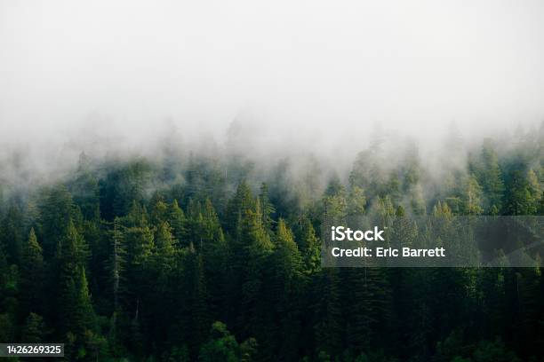 Foggy Mountain Forest In The Pacific Northwest Stock Photo - Download Image Now - Forest, Pacific Northwest, Fog