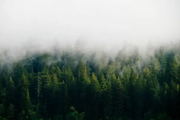 Foggy redwood and evergreen forest in the mountains of the Pacific Northwest