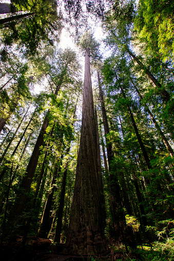 Incredible vertical view of redwood trees in the forest of Redwood National Park in California, USA