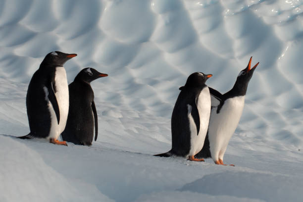 istock Four Gentoo penguins on an iceberg 1426269506
