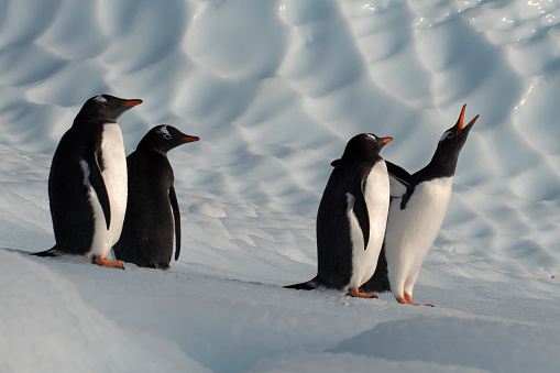 Antarctic Peninsula