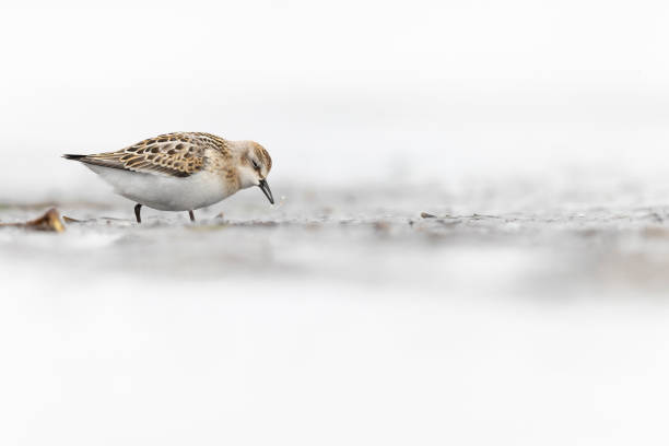 istock A little stint (Calidris minuta) foraging during fall migration on the beach. 1426270925
